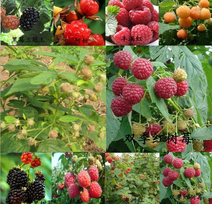 黑莓苗厂商黑莓苗种植基地