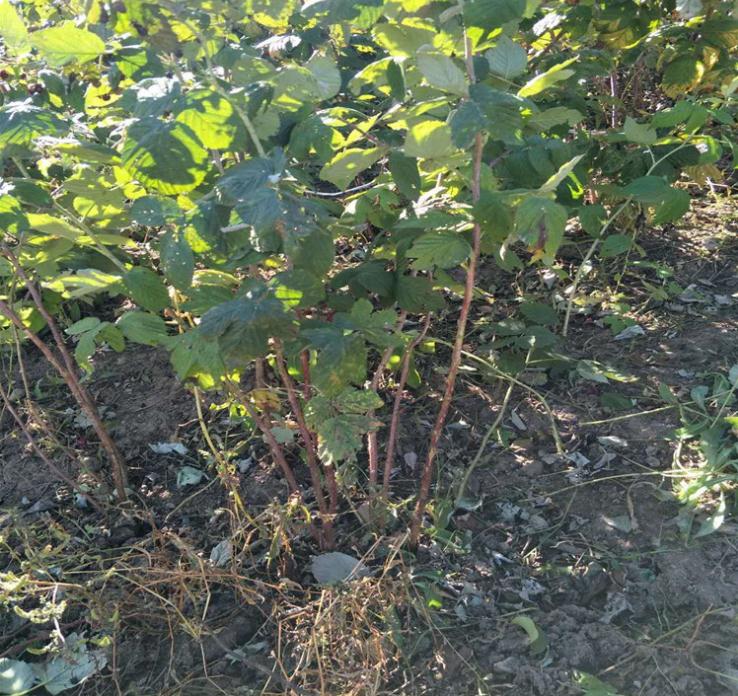 黑莓苗厂商黑莓苗种植基地