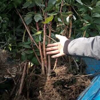 樹莓苗園藝場樹莓苗育苗基地