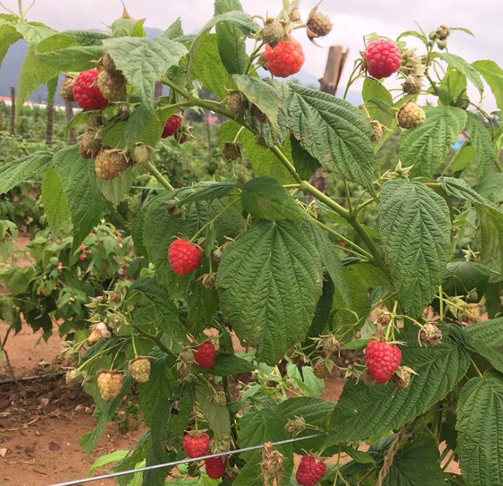 苏蜜特红树莓苗基地、苏蜜特红树莓苗（技术支持）