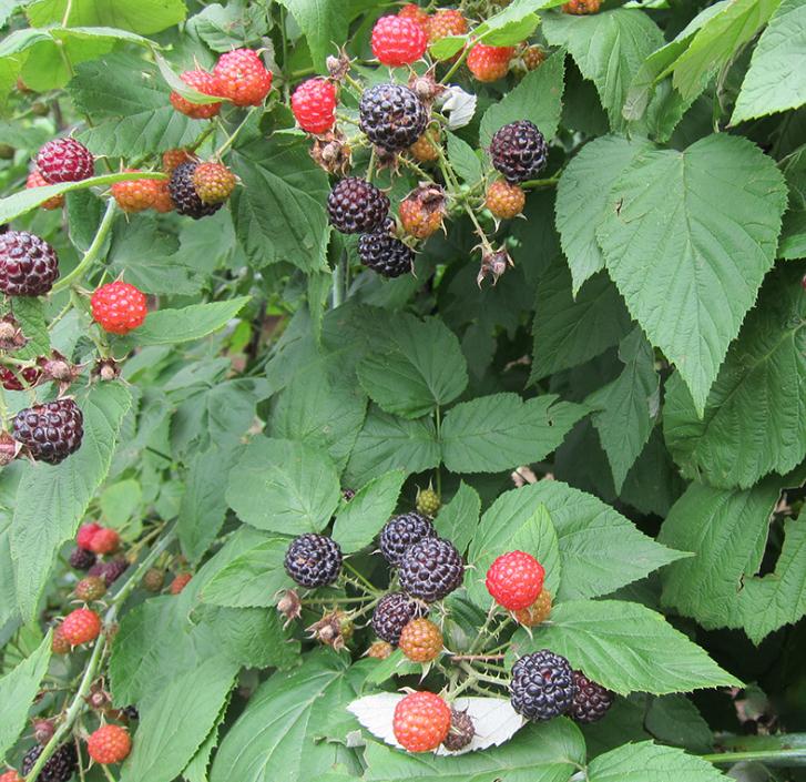 产量高的树莓苗格、产量高的树莓苗（成活率高）