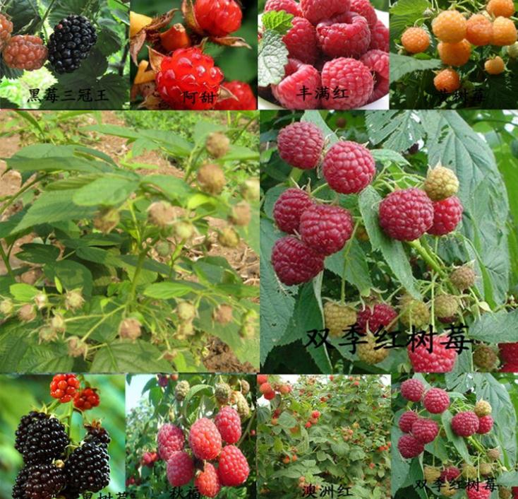 单季红树莓苗品种介绍、单季红树莓苗（技术支持）