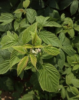 秋福树莓苗基地、秋福树莓苗（种植基地）