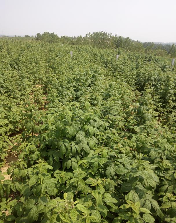 苏蜜特红树莓苗基地、苏蜜特红树莓苗（技术支持）