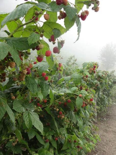 采摘园用的树莓苗园艺场、采摘园用的树莓苗（销售厂家）