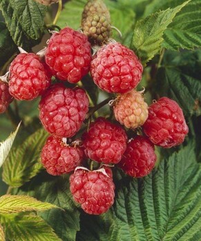 口感好的树莓苗品种介绍、口感好的树莓苗（种植基地）