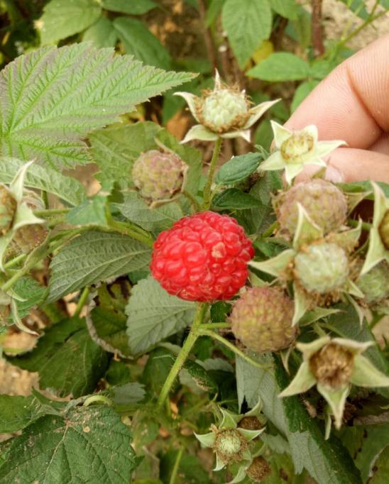 产量高的树莓苗格、产量高的树莓苗（成活率高）
