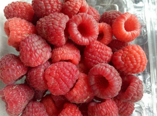 单季红树莓苗品种介绍、单季红树莓苗（技术支持）