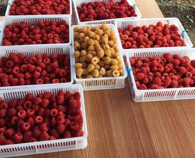双季红树莓苗报价、双季红树莓苗（生产销售商）