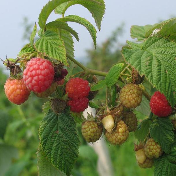 苏蜜特红树莓苗多少钱一株、苏蜜特红树莓苗（价格便宜）