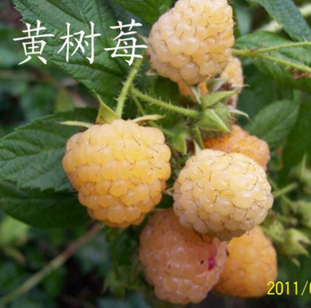 貴州哪里有覆盆子苗市場(chǎng)價(jià)格、（價(jià)格便宜）