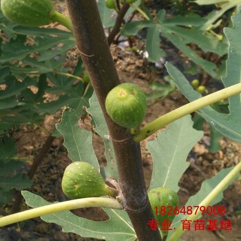 昭通3年无花果苗种植基地、3年无花果苗（成活率高）