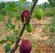 平顶山大青皮无花果苗种植基地、大青皮无花果苗（种植基地）图片