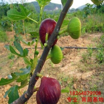 平顶山大青皮无花果苗种植基地、大青皮无花果苗（种植基地）