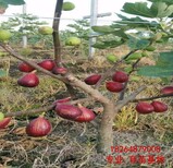 东莞目前新品种无花果苗多少钱一棵、目前新品种无花果苗（技术支持）图片3