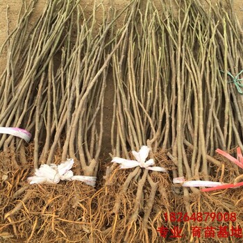 河南芭勞奈無花果苗品種介紹、（銷售廠家）