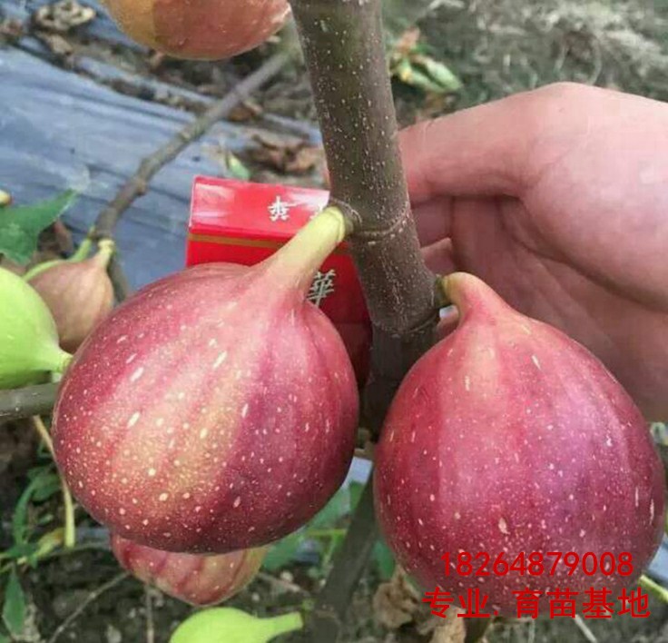 天津芭劳奈无花果苗种植基地、（种植基地）