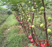 平顶山大青皮无花果苗种植基地、大青皮无花果苗（种植基地）图片3