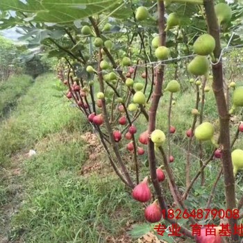 滨州甜度高的无花果品种多少钱一棵、甜度高的无花果品种（品种）