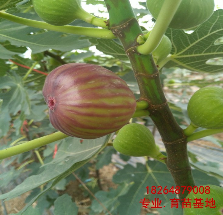 阿里无花果种苗多少钱一棵、无花果种苗（生产销售商）