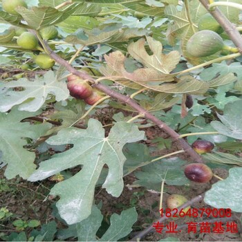 开封现在无花果苗种植基地、现在无花果苗（一亩多少棵）