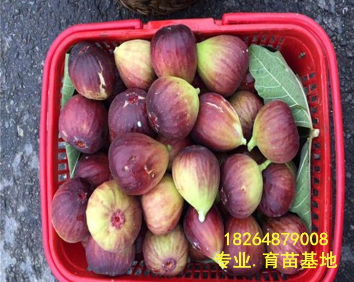北京甜度高的无花果品种价格是多少、甜度高的无花果品种（一亩多少棵）