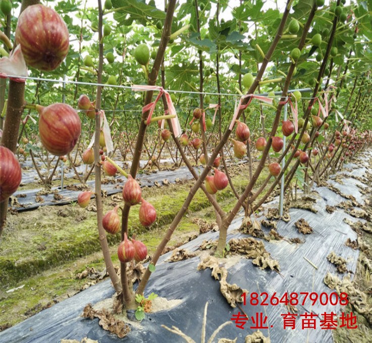 平顶山大青皮无花果苗种植基地、大青皮无花果苗（种植基地）