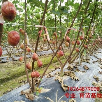 西藏自治2公分無花果苗價格是多少、（價格便宜）