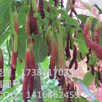 果桑品種果桑種植要求果桑和農(nóng)桑的區(qū)別