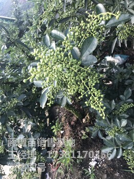 城口藤椒苗種植城口藤椒苗技術(shù)城口藤椒苗基地