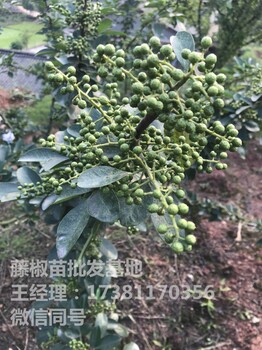 无刺花椒苗价格，无刺花椒苗基地