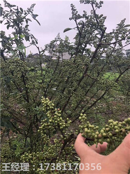 嫁接藤椒苗批發(fā)，無刺藤椒苗基地
