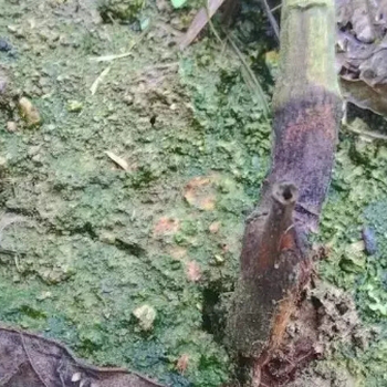 百香果莖基腐病藥百香果治療方法