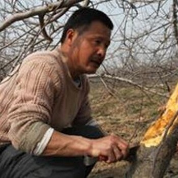 蘋果腐爛病嚴(yán)重蔓延怎么防治蘋果腐爛病防治藥