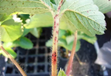安徽草莓苗期重点防治专家告诉你草莓防治方法有哪些