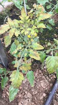 低溫遇上連陰天，大棚設(shè)施蔬菜（番茄）如何做好應(yīng)對(duì)措施？