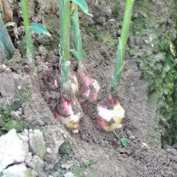 生態(tài)種植套餐對大姜提質(zhì)增產(chǎn)效果案例