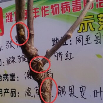 早防春季獼猴桃潰瘍病是關(guān)鍵種植戶都這樣做