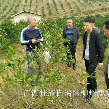 柑橘連續(xù)陰雨天多雨怎么辦？怎么防治怎么用藥？教你一招