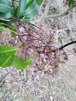 芒果落花（花腐）、不坐果（落果）的原因，該怎么防治？