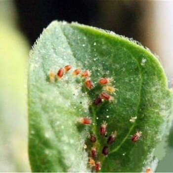 柑橘紅蜘蛛用藥后大爆發(fā)怎么回事？進(jìn)來(lái)告訴你原因