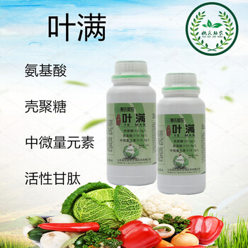 番茄西紅柿圣女果早疫病防治用藥及管理