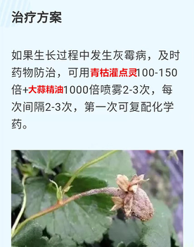 溫室草莓種植如何預(yù)防灰霉??？