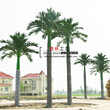 厂家直销玻璃钢大王椰子树7-15米仿真大王椰子树景观装饰绿植图片