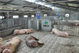 母猪电子饲喂站母猪自动饲喂系统养猪设备