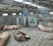 母猪电子饲喂站母猪自动饲喂系统养猪设备