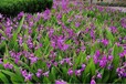 紫花三叉白芨种苗供应