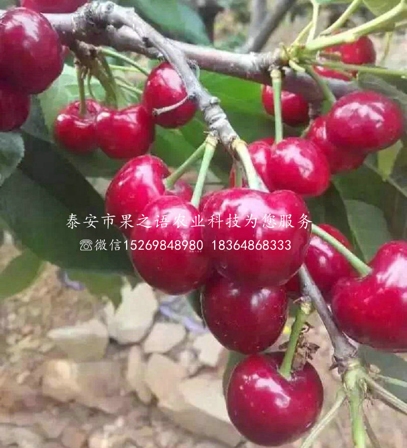 甘肅慶陽紅蜜櫻桃樹供應(yīng)訂購熱線