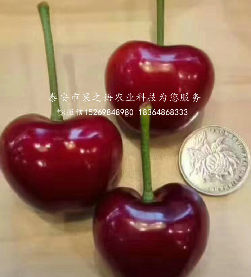 江蘇蘇州甜心櫻桃樹種植技術質優(yōu)