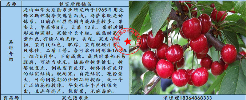 宁夏固原大地红樱桃树价格2018报价